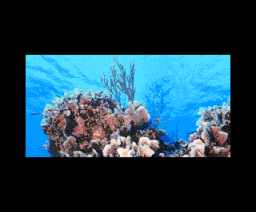 Coral 2 (2004, MSX2, Infinite)