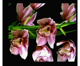 Digital Orchidee (1990, MSX2+, RTW Soft)