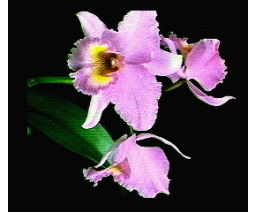 Digital Orchidee (1990, MSX2+, RTW Soft)