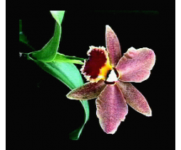 Digital Orchidee (1990, MSX2+, RTW Soft)